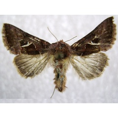 /filer/webapps/moths/media/images/M/mulunga_Thysanoplusia_A_Buckham-Bonnet.jpg