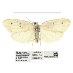 /filer/webapps/moths/media/images/T/taita_Siccia_HT_NHMUK.jpg