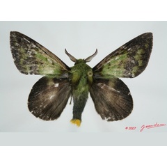/filer/webapps/moths/media/images/M/mirifica_Chrysopsyche_AM_Alberta_03.jpg