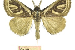 Neomardara africana