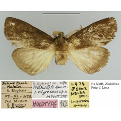 /filer/webapps/moths/media/images/N/nigrescens_Induba_HT_NMB.jpg