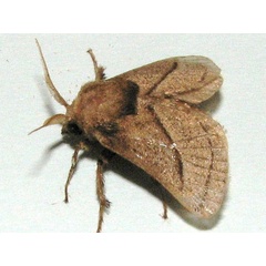 /filer/webapps/moths/media/images/S/syrtis_Omocena_A_Goff_02.jpg