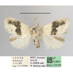 /filer/webapps/moths/media/images/L/luxuriosa_Niphadolepis_A_MGCLa_01.JPG