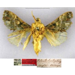 /filer/webapps/moths/media/images/M/myxa_Odontocheilopteryx_LT_SNHM.jpg