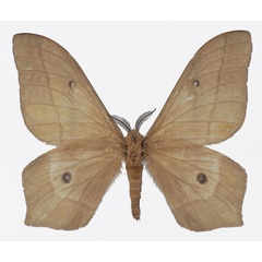 /filer/webapps/moths/media/images/O/orientalis_Cirina_AM_Basquin.jpg