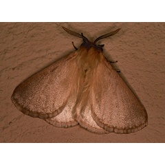 /filer/webapps/moths/media/images/P/patens_Phyllalia_A_Roland_01.jpg