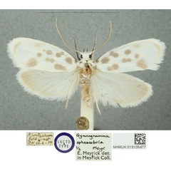/filer/webapps/moths/media/images/S/sphaerobola_Gymnogramma_STM_NHMUK.jpg