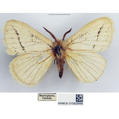 /filer/webapps/moths/media/images/S/simplex_Phiala_AM_NHMUK.jpg