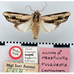 /filer/webapps/moths/media/images/F/fulgurata_Neostichtis_HT_BMNH.jpg