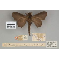 /filer/webapps/moths/media/images/N/nigricans_Odontogama_ST_OUMNH_02.jpg