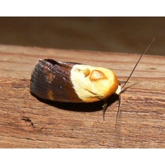 /filer/webapps/moths/media/images/X/xanthobasis_Neonegeta_A_Goff_02.jpg