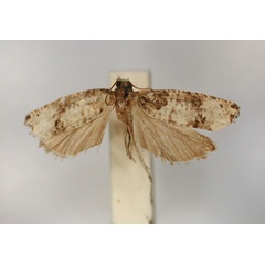 /filer/webapps/moths/media/images/N/niveipalpis_Brachioxena_HT_RMCA_01.jpg