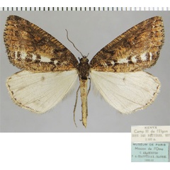 /filer/webapps/moths/media/images/V/vittata_Oreometra_AM_ZSMa.jpg