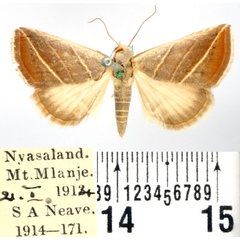 /filer/webapps/moths/media/images/T/trigramma_Eublemma_AM_BMNH_01.jpg