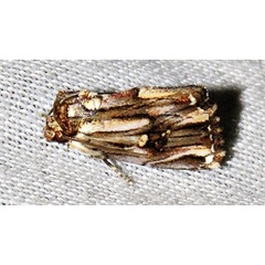 /filer/webapps/moths/media/images/I/interrupta_Anedhella_A_Braun_06.jpg