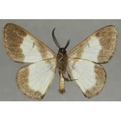 /filer/webapps/moths/media/images/L/leucochora_Pycnostega_AM_ZSMb.jpg