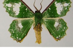 Victoria perornata