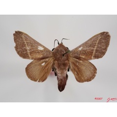 /filer/webapps/moths/media/images/P/phlebodes_Latoia_A_Albert.JPG