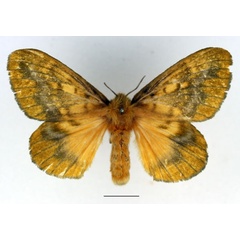 /filer/webapps/moths/media/images/P/pratti_Lechriolepis_AF_Basquin_02.jpg