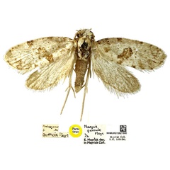 /filer/webapps/moths/media/images/G/garrula_Narycia_PTM_NHMUK.jpg