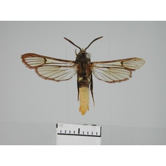 /filer/webapps/moths/media/images/X/xanthopyga_Synanthedon_HT_ZMHB.jpg