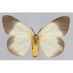 /filer/webapps/moths/media/images/P/perroti_Sychnacedes_AF_Golovizinb.jpg