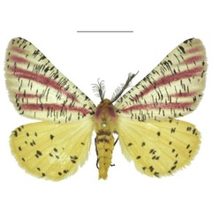 /filer/webapps/moths/media/images/S/smithi_Nothabraxas_HT_ANHRT.jpg