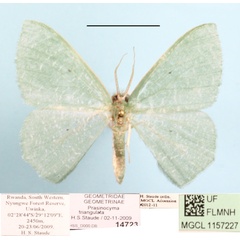 /filer/webapps/moths/media/images/T/triangulata_Prasinocyma_A_MGCLa_01.JPG