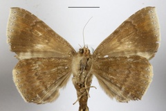 Achaea albifimbria