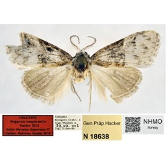 /filer/webapps/moths/media/images/I/inexplicabilis_Meganola_HT_NHMO.jpg