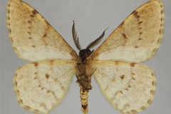 Hypomecis idiochroa