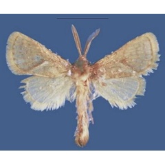 /filer/webapps/moths/media/images/F/friederikebauerae_Lukeniana_HT_NMB.jpg