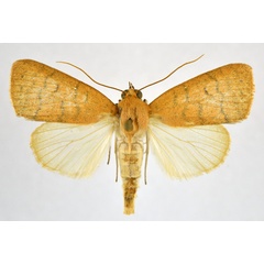 /filer/webapps/moths/media/images/A/arcuata_Maurilia_AM_NHMO_01.jpg