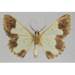 /filer/webapps/moths/media/images/D/disparata_Zamarada_PTM_ZSMb.jpg