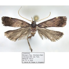 /filer/webapps/moths/media/images/T/tanzaniana_Thubdora_HT_NHMO.jpg