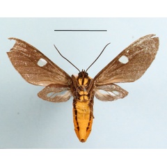 /filer/webapps/moths/media/images/C/connexa_Anapisa_AM_MGCLb_01.JPG