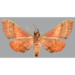 /filer/webapps/moths/media/images/P/prestonclarki_Rufoclanis_AT_CMNHb.jpg