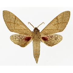 /filer/webapps/moths/media/images/P/politzari_Neoclanis_AM_Basquin_01.jpg