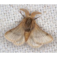 /filer/webapps/moths/media/images/C/Chondrostegoides_jamaka_lat-29_853627_lon17_777938_27k2_2015-03-27.jpg