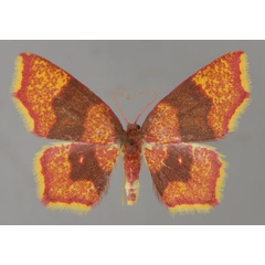 /filer/webapps/moths/media/images/Z/zombensis_Chrysocraspeda_A_ZSM_03.jpg