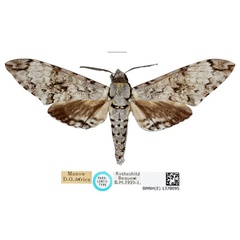 /filer/webapps/moths/media/images/F/ferax_Poliana_PLTM_NHMUKa.jpg
