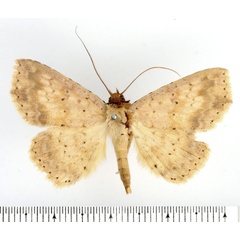 /filer/webapps/moths/media/images/W/waelbroecki_Blasticorhinus_AM_BMNH_01.jpg