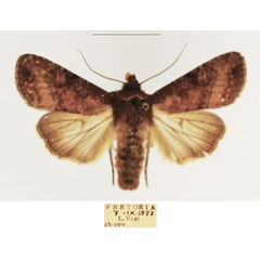 /filer/webapps/moths/media/images/F/fuscirufa_Apospasta_AM_TMSA_01.jpg