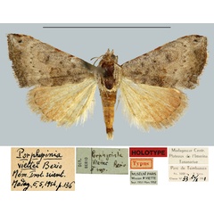 /filer/webapps/moths/media/images/V/viettei_Porphyrinia_HT_MNHN.jpg