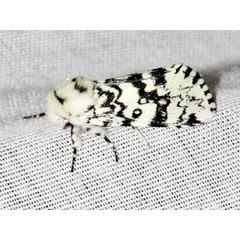 /filer/webapps/moths/media/images/O/octophora_Dasychira_A_Braun.jpg