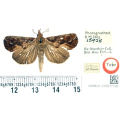 /filer/webapps/moths/media/images/E/excavata_Odontina_HT_BMNH.jpg