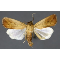 /filer/webapps/moths/media/images/P/pinna_Leucania_AM_ISEA.jpg