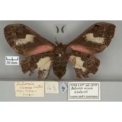 /filer/webapps/moths/media/images/N/nenia_Saturnia_HT_OUMNH_02.jpg