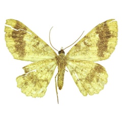 /filer/webapps/moths/media/images/M/muscivirens_Afroracotis_PTF_ANHRTb.jpg