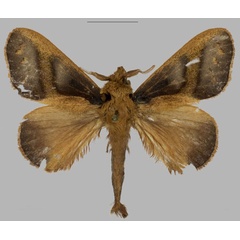 /filer/webapps/moths/media/images/M/marciakornbluthae_Stoermeriana_HT_Mueller.jpg